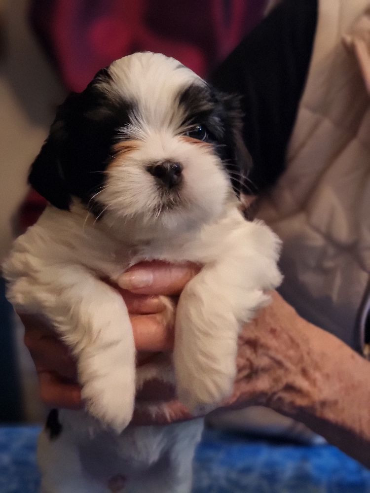 Lhasa Dreams