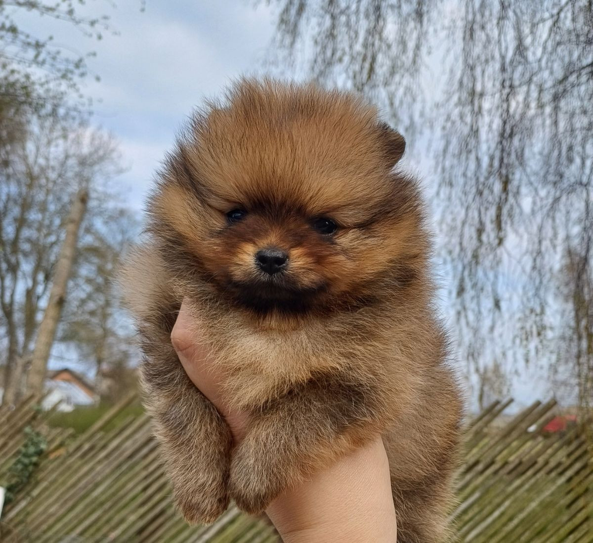 Woolly Wonder's