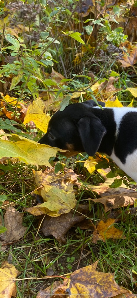 Dansk-svensk gårdhund