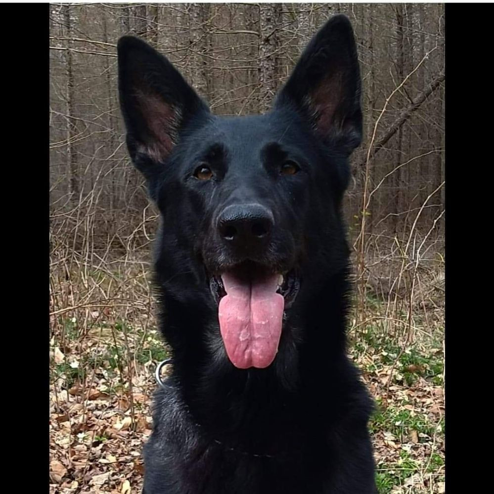 Sagatorpets