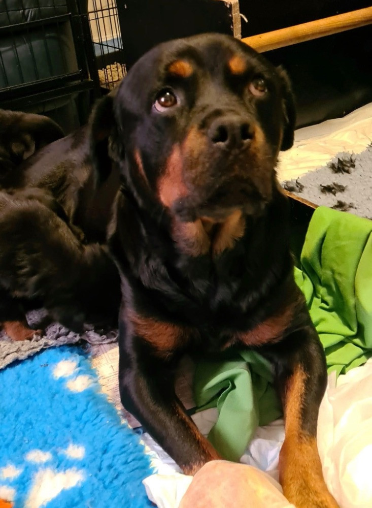 Kennel Tapto's