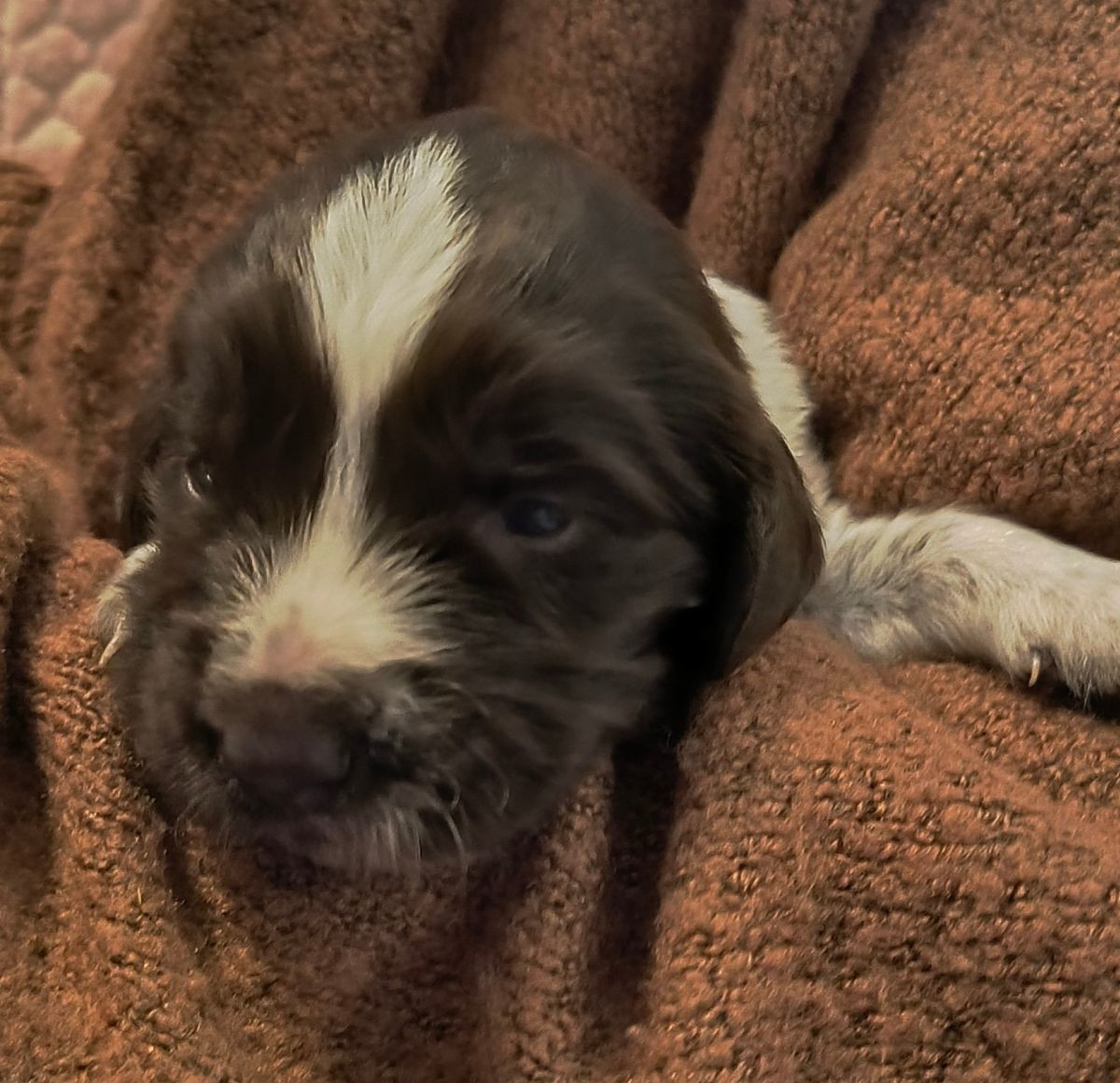 Kleine Münsterländer