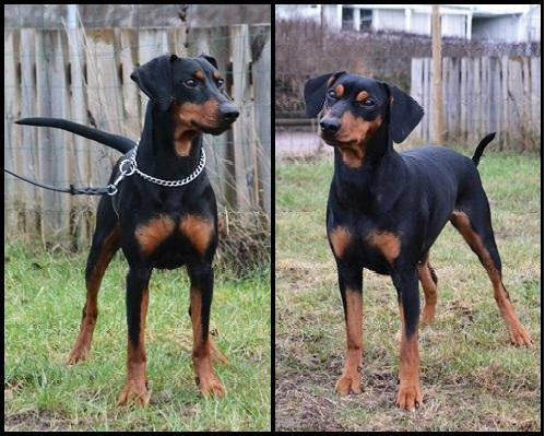 Jerntraktens Kennel