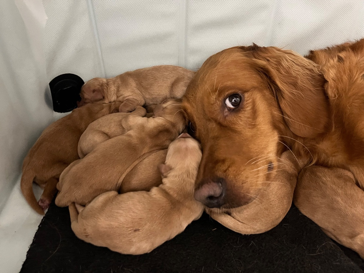 Alwaysgoldens