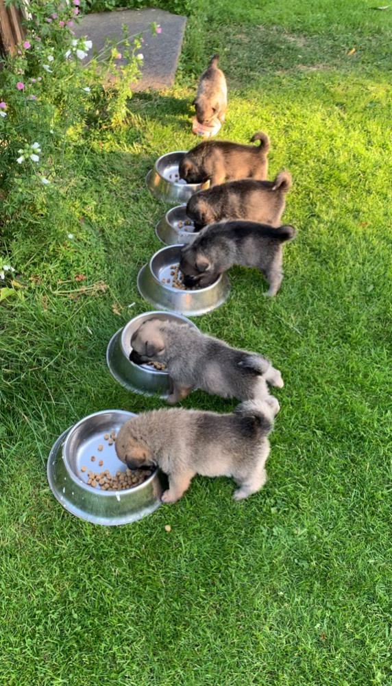 Gråhund/hälleforsare