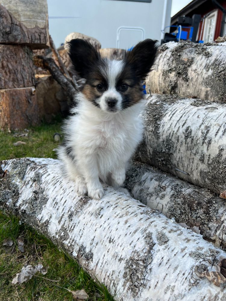 Papillon