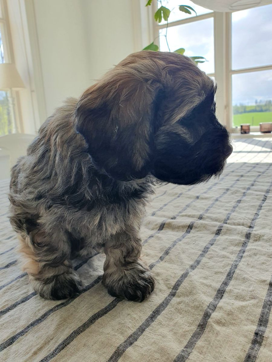 Vargmossens kennel