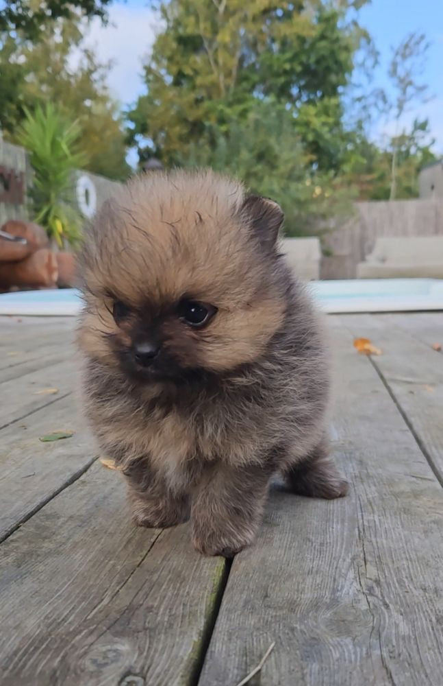 Tiny Winne