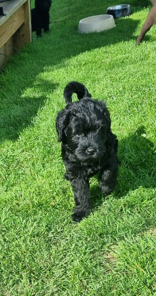 Labradoodle