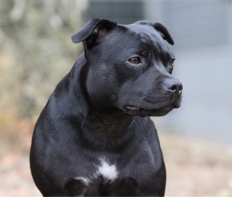 Tattmans kennel