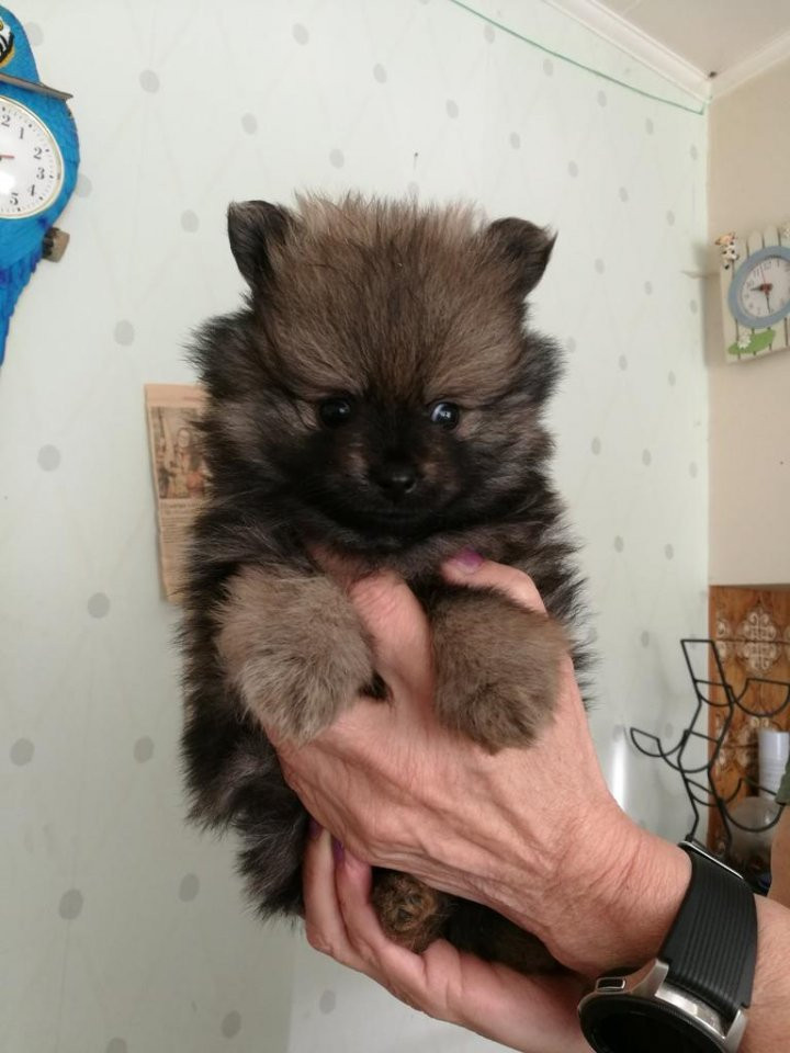 Monilyan'z kennel