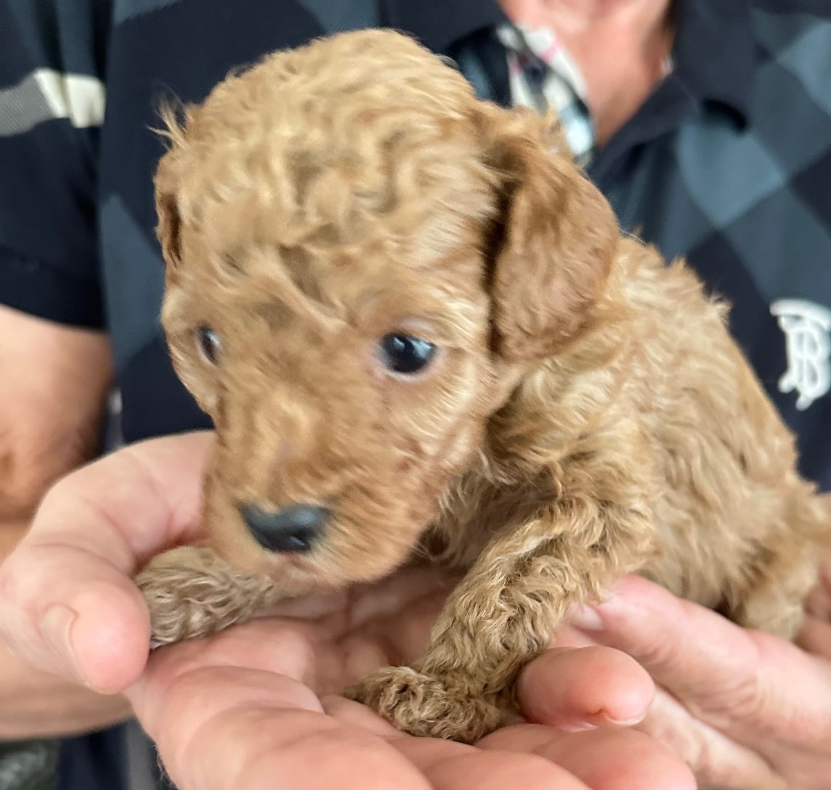Miniature Poodle