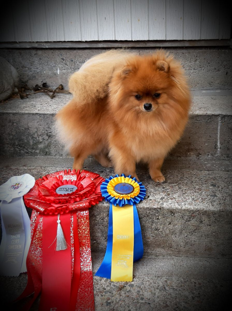 POM Crumbs Kennel