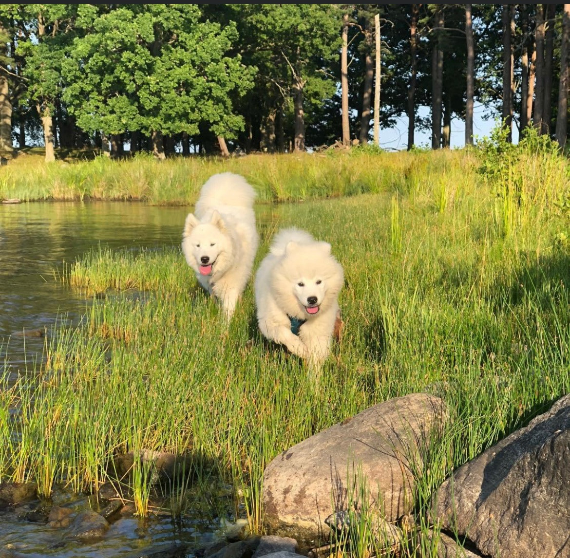 Samojedhund