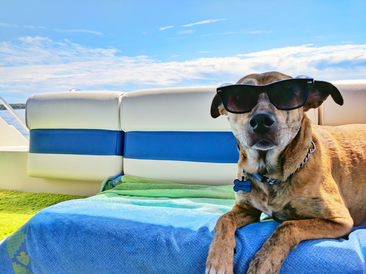 10 Essential Tips to Keep Your Dog Cool in the Summer Heat