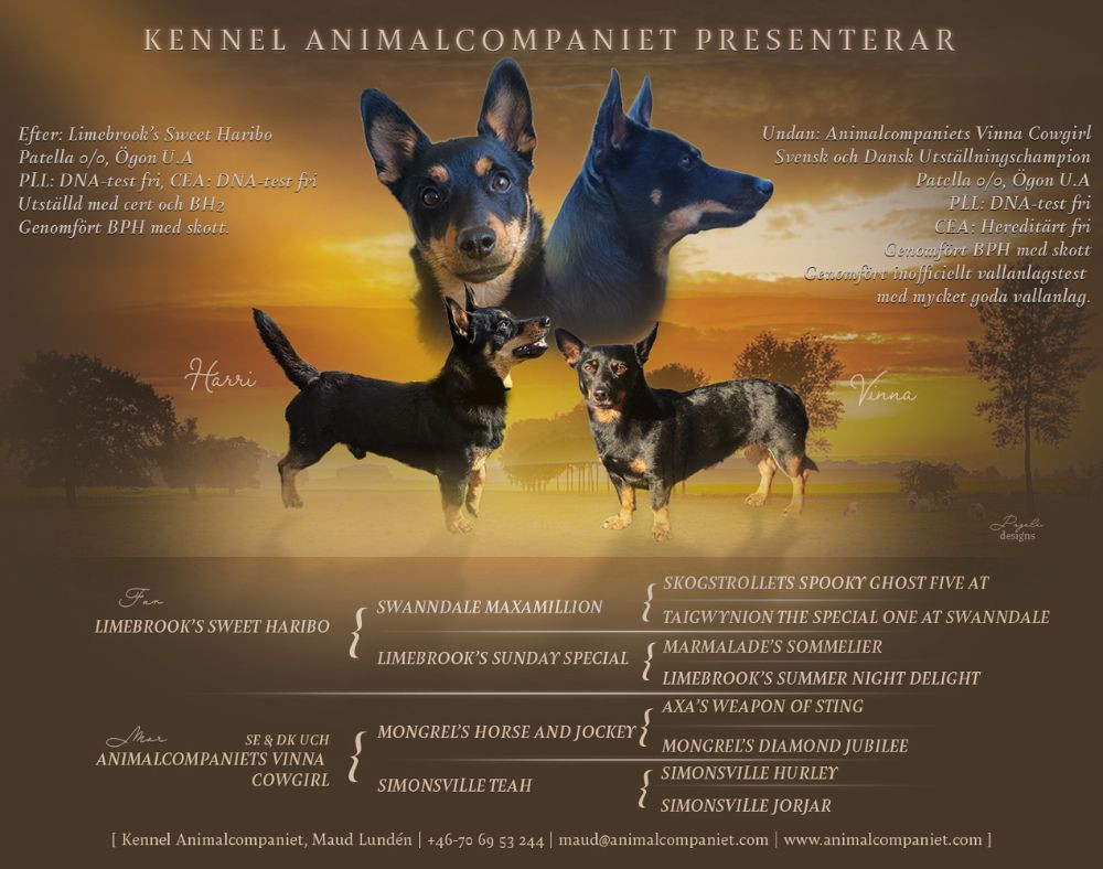 Animalcompaniets