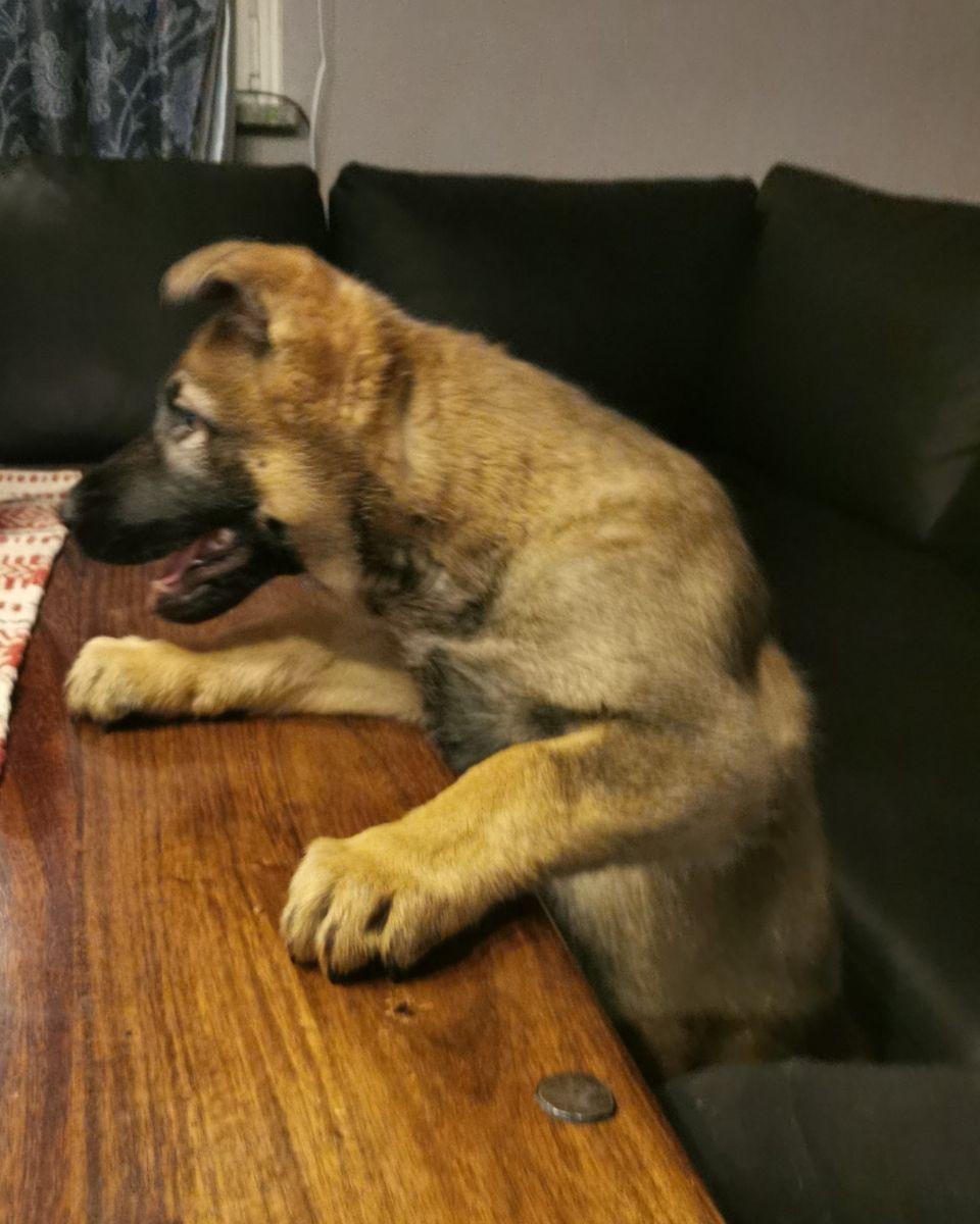 Kennel Snibor Anzi
