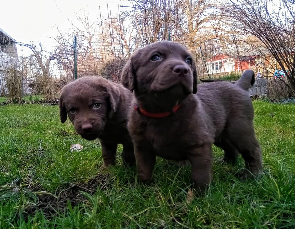 Oak Island Gundogs
