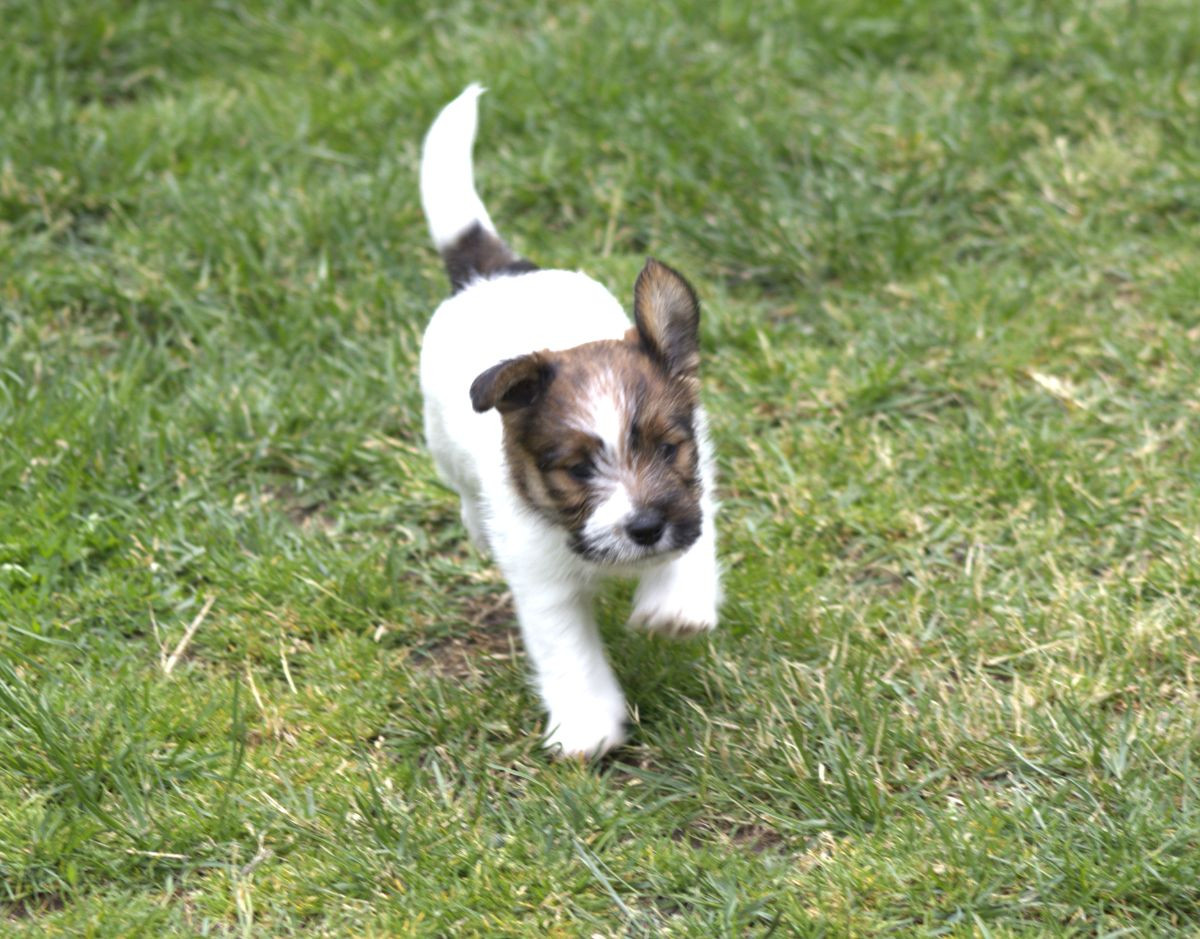Jack russell terrier