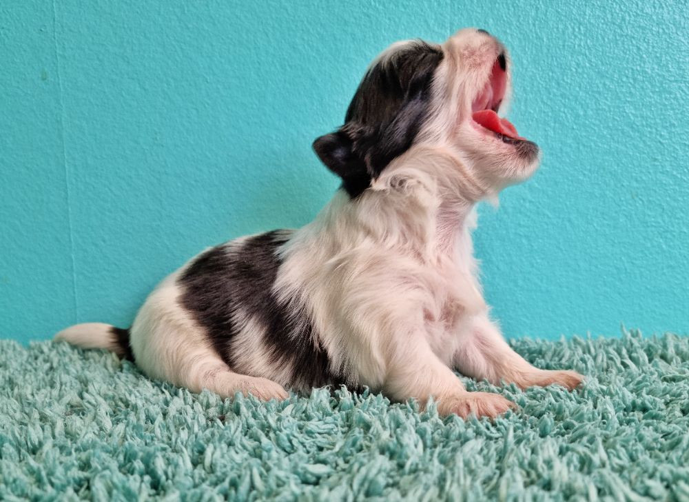 Tibetan Spaniel