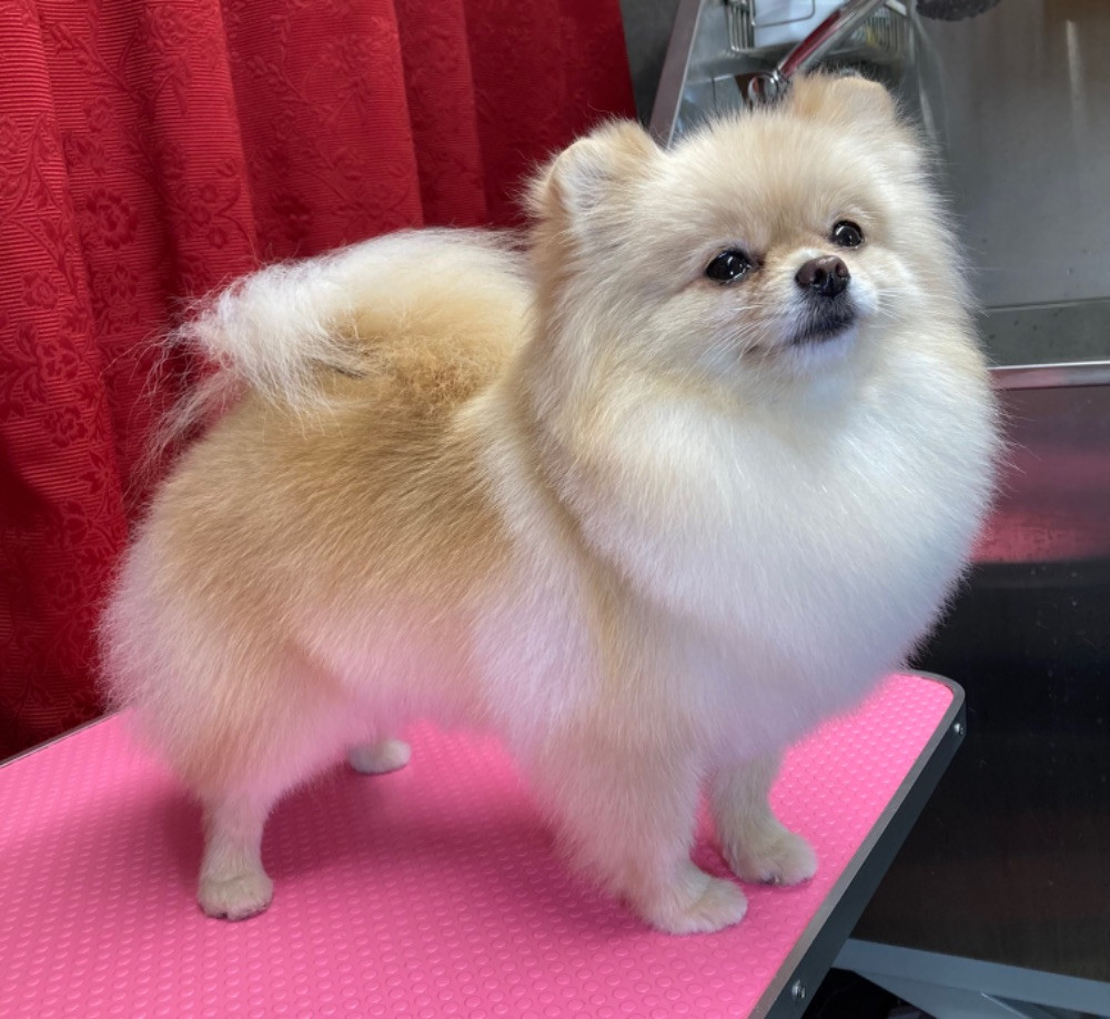 Pomeranian