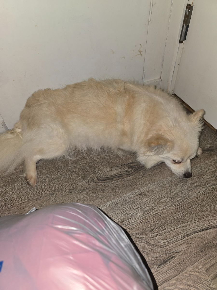 Pomeranien/chihuahua · 2025-10-28 · Vilhelmina · Nanny N.