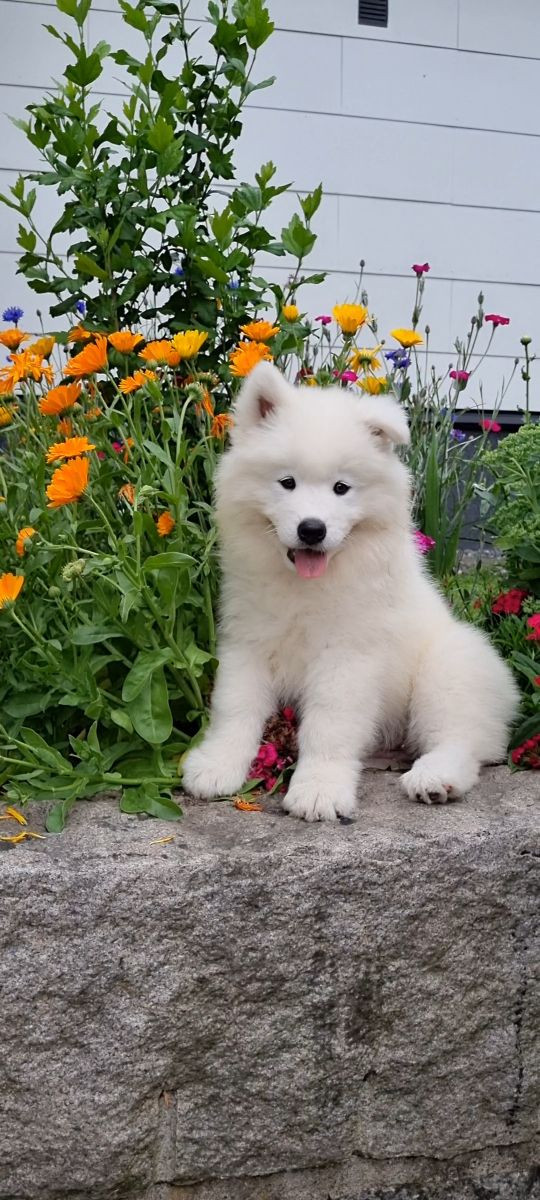 Furbulous Collection