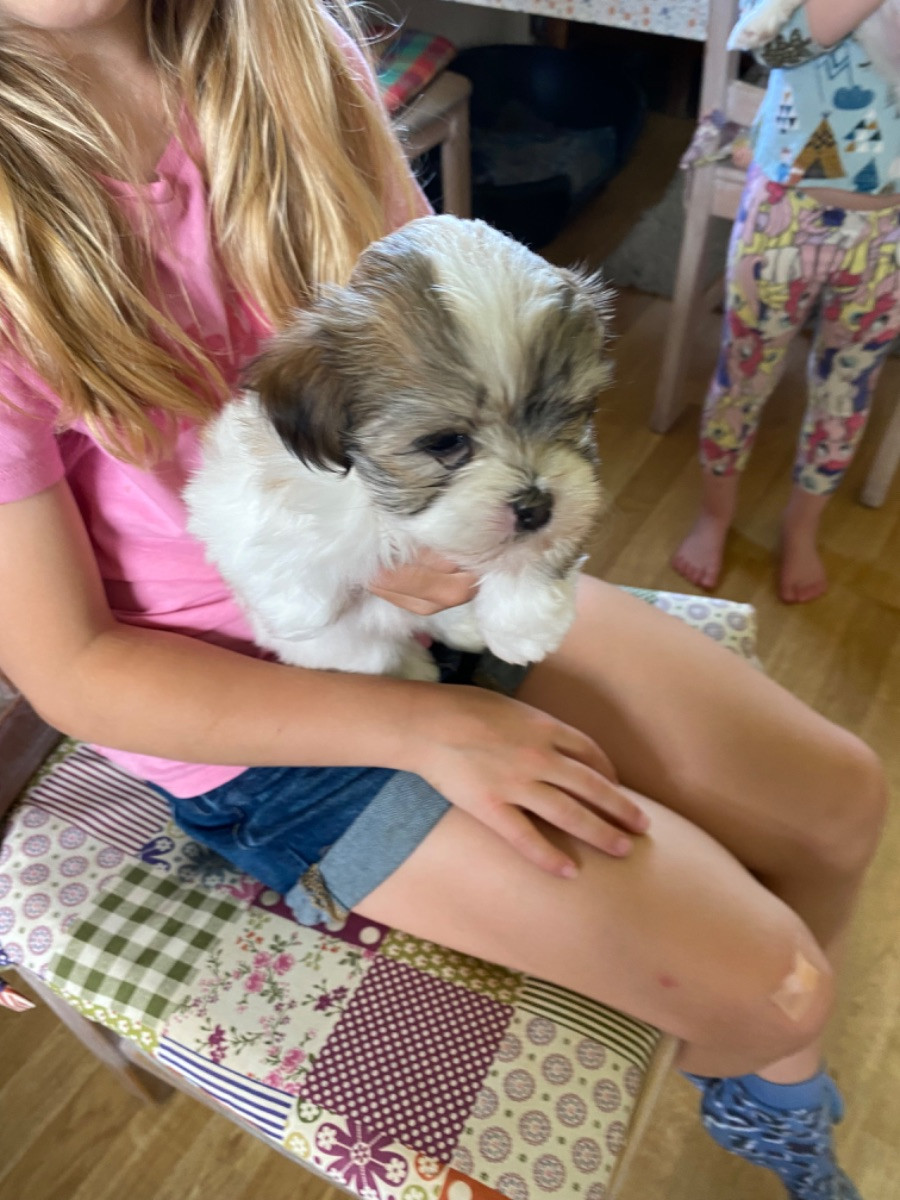Havanese