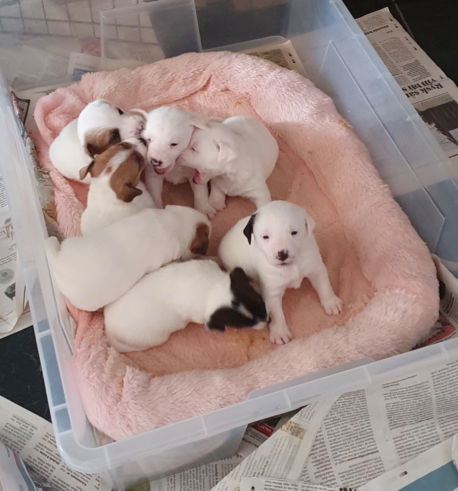 Jack russell terrier