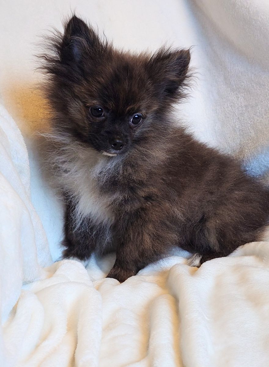 Pomchi · 2025-07-01 · Göteborg · Marina K.