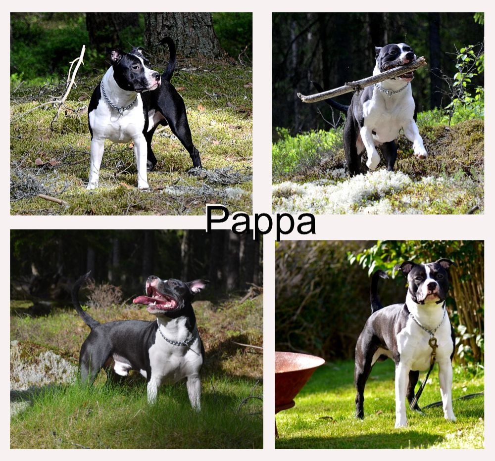 American Staffordshire Terrier