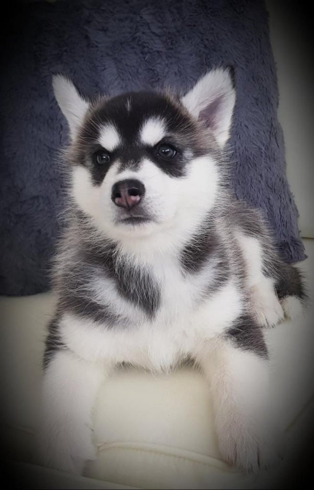 Siberian Husky