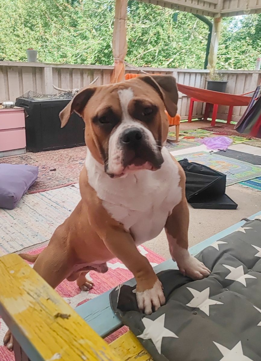 Redhouse Bully
