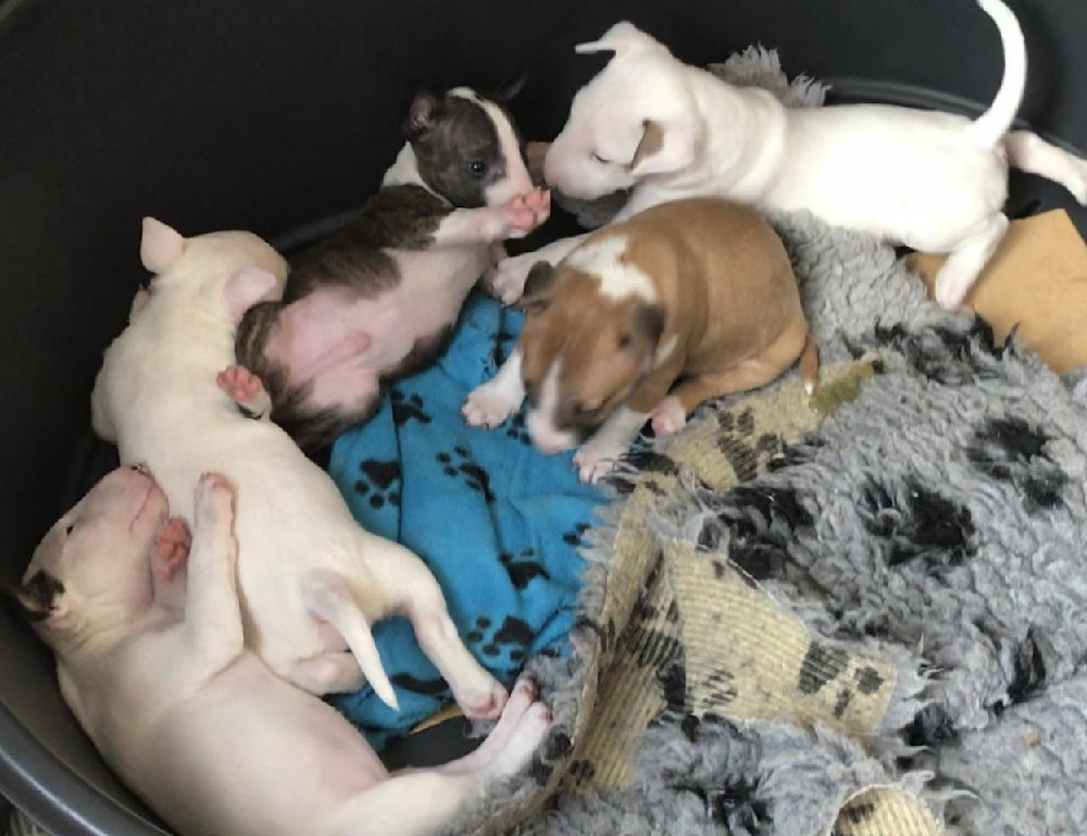 Kennel Tapto's