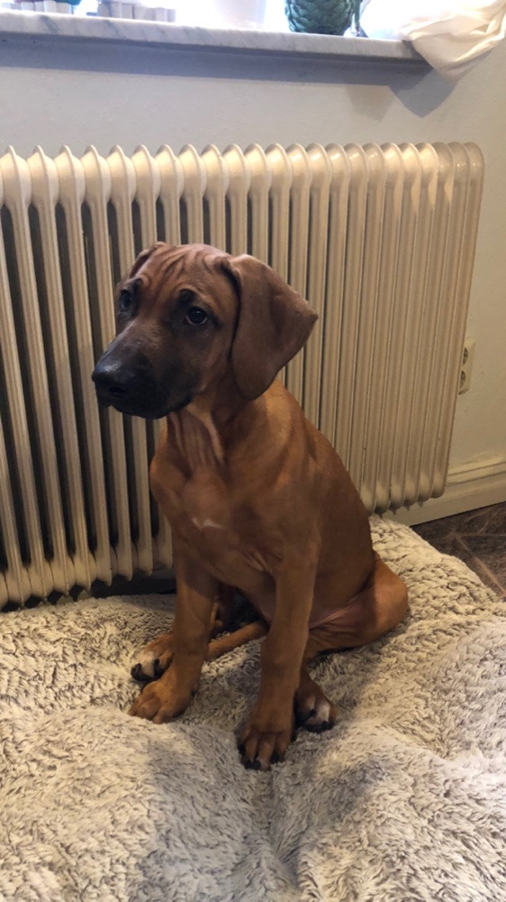 Rhodesian Ridgeback