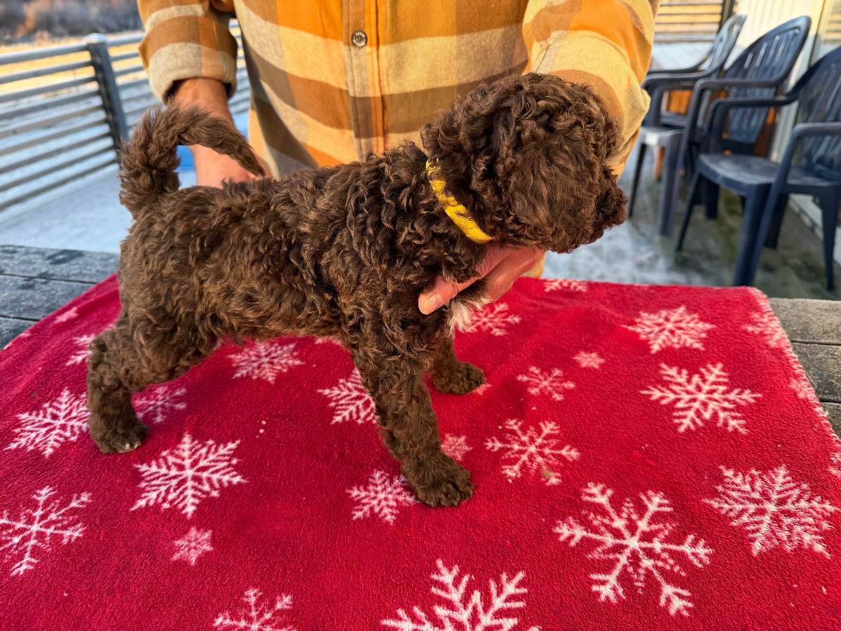Spanish Water Dog (Perro de Agua Espanol)
