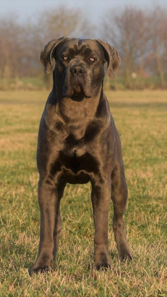 Cane corso