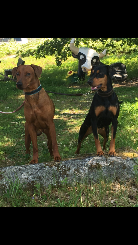 German Pinscher