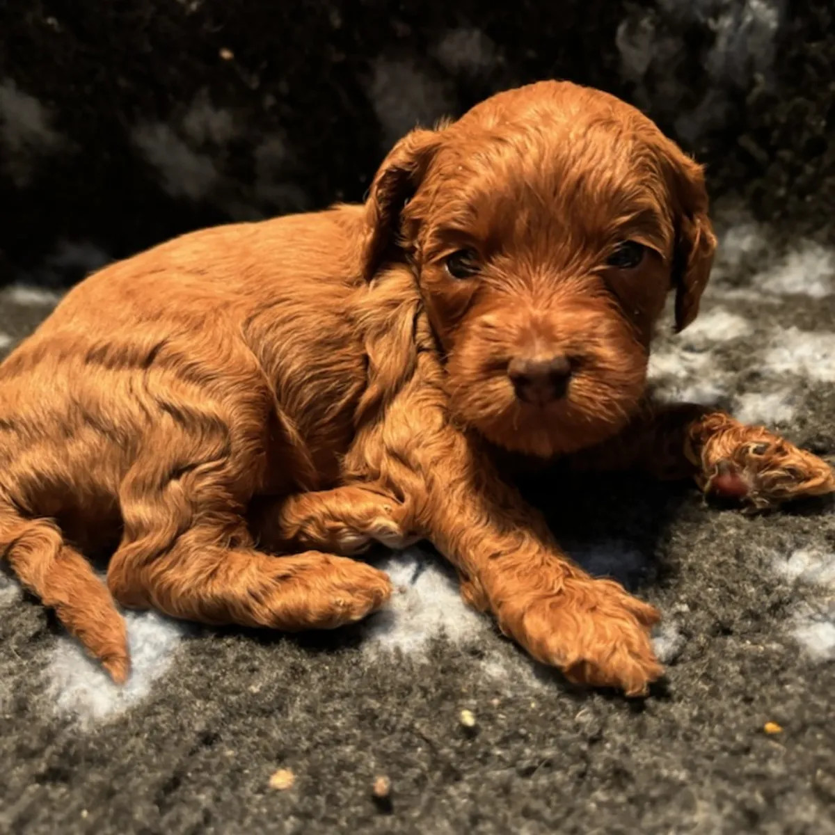 Australien labradoodle