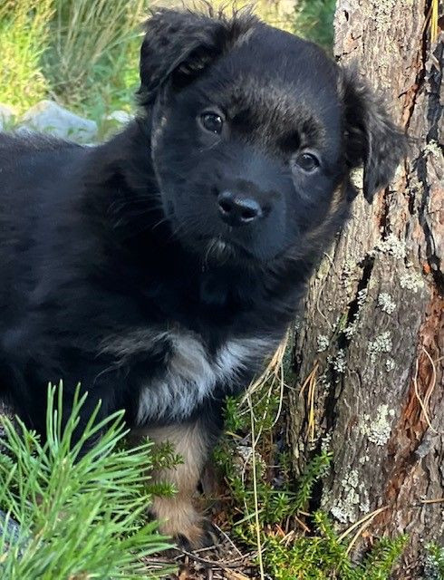 Meet MyOwn