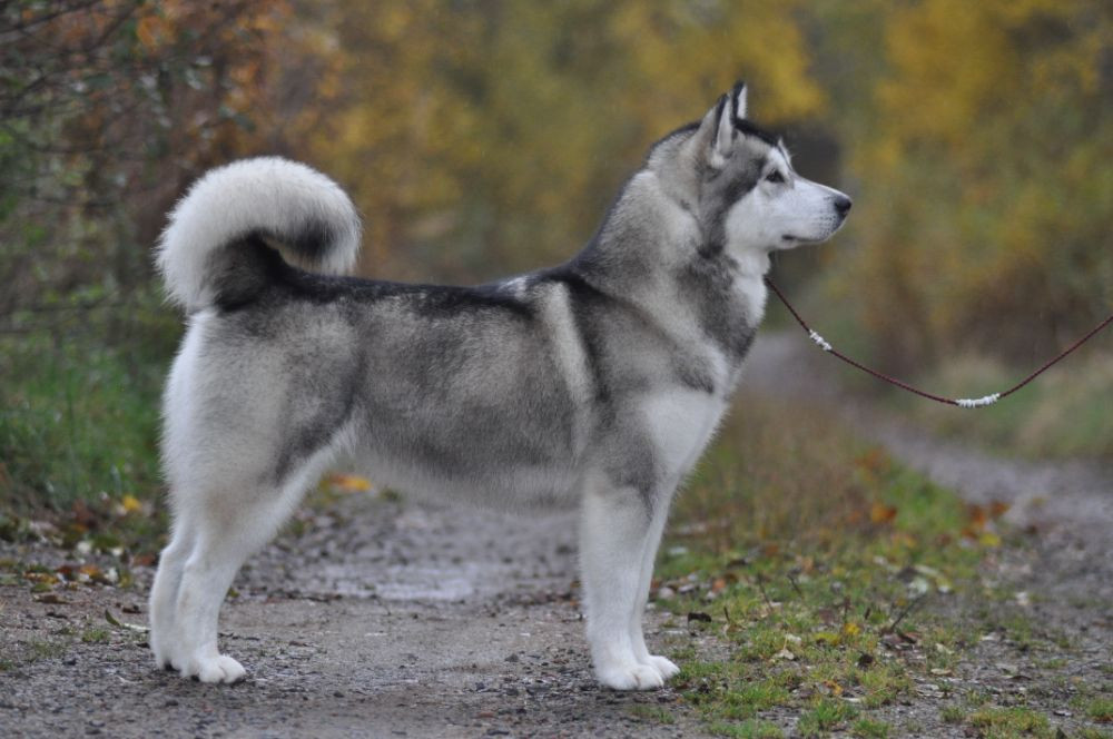 Alaskan Malamute