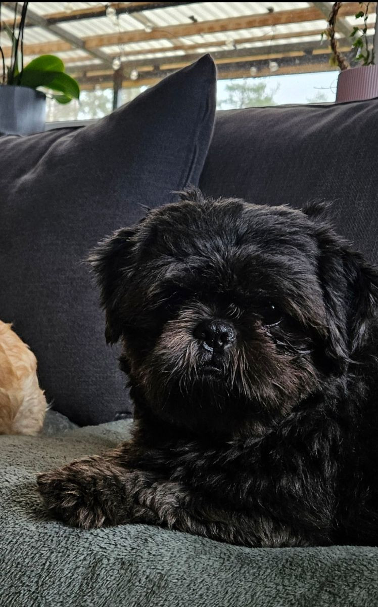Lady tzu's