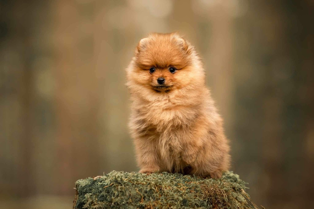 Pomeranian