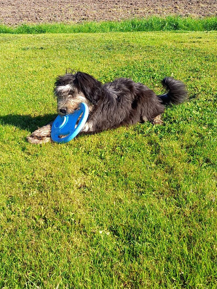Kennel Wänerskär