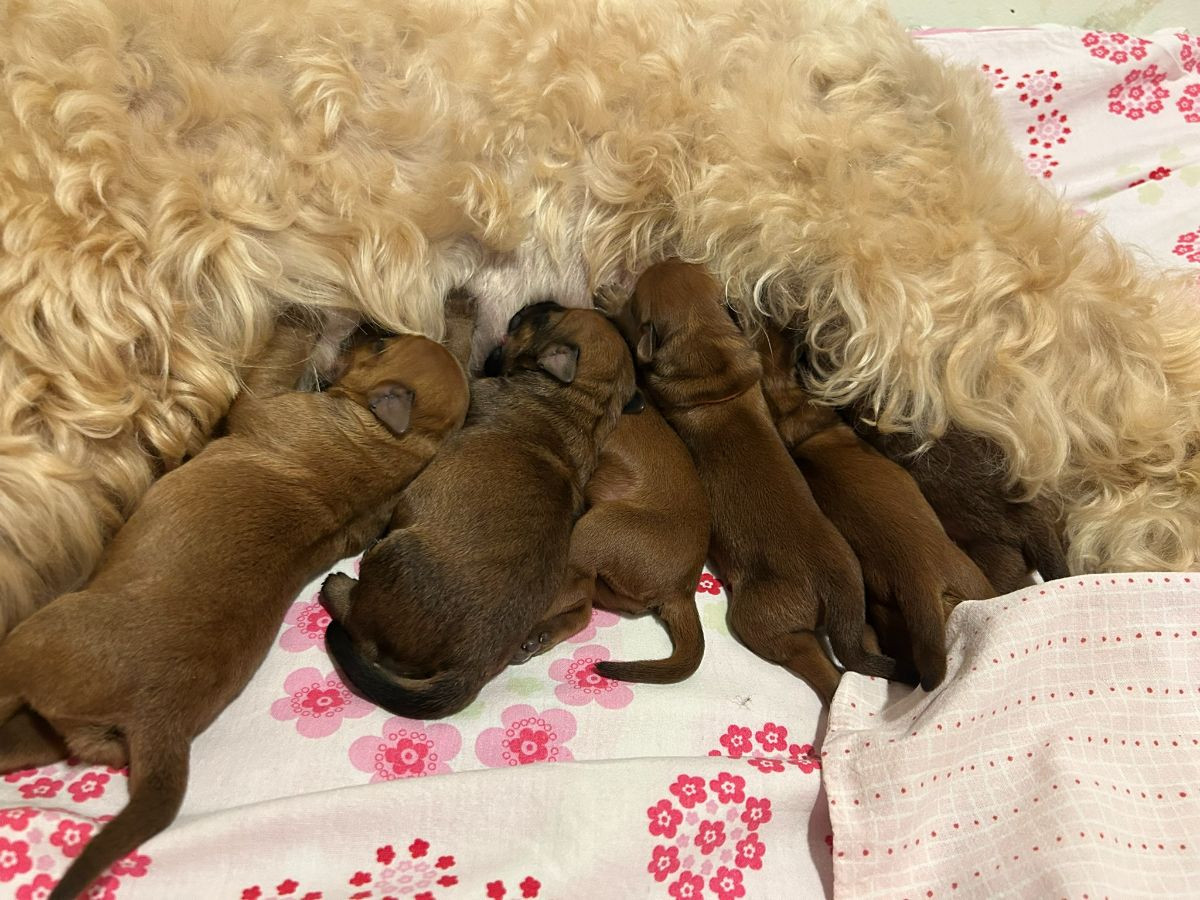 Coredogs