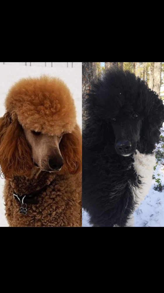 Spirit of Ronja