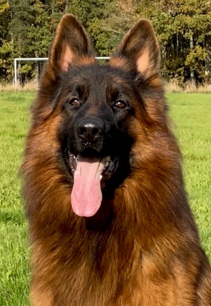 German Shepherd Dog