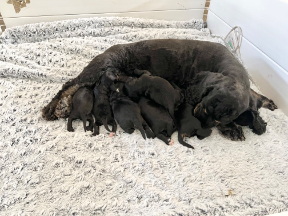 American Cocker Spaniel