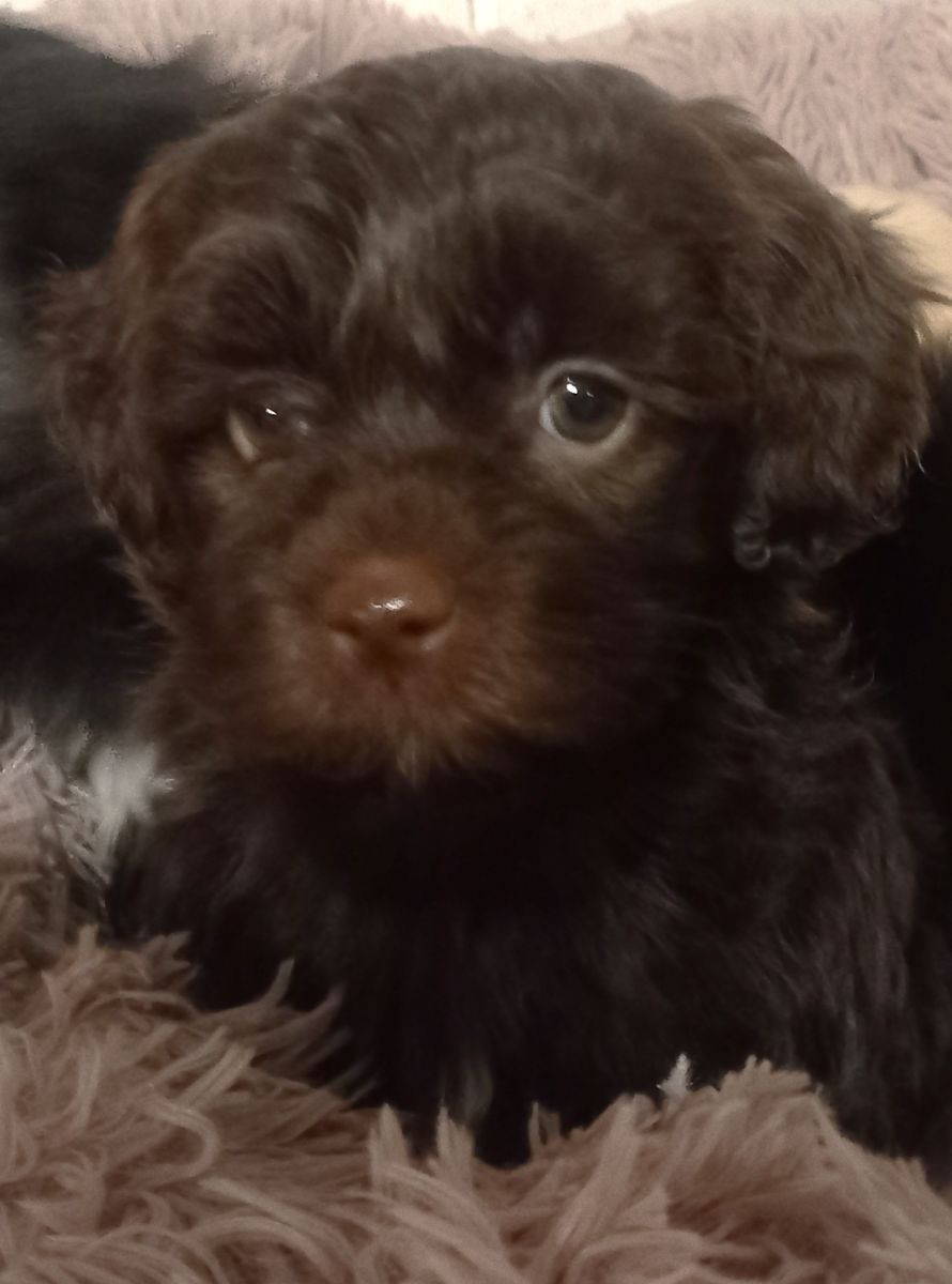 HAVAPOO · 2025-10-27 · Alingsås · Lina E.