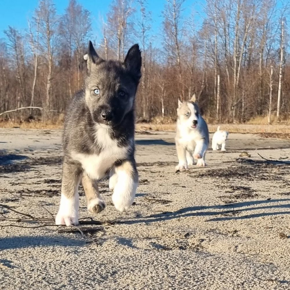 Siberian husky